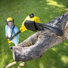 Best Stump Grinding and Removal  in Campti, LA